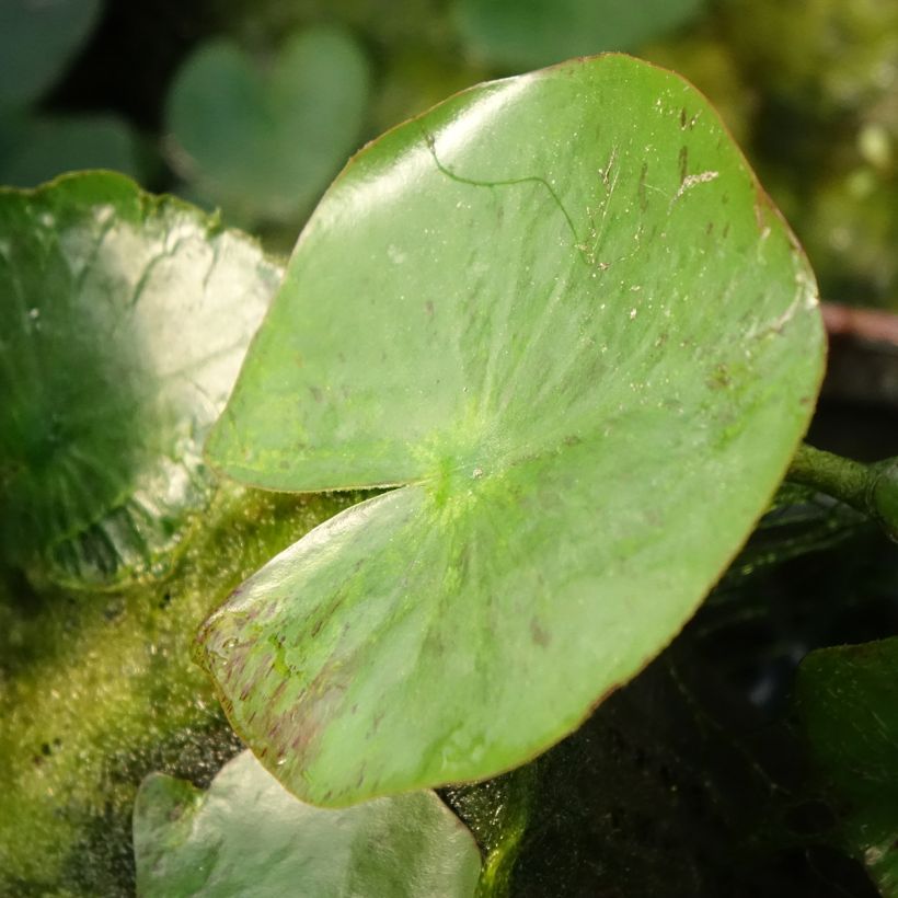 Nymphaea Yellow Sensation (Fogliame)
