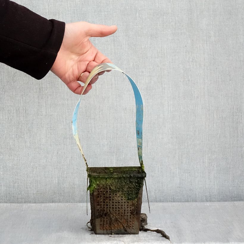 Nymphaea Yellow Sensation Vaso da 1L/1,5L esemplare consegnato in inverno