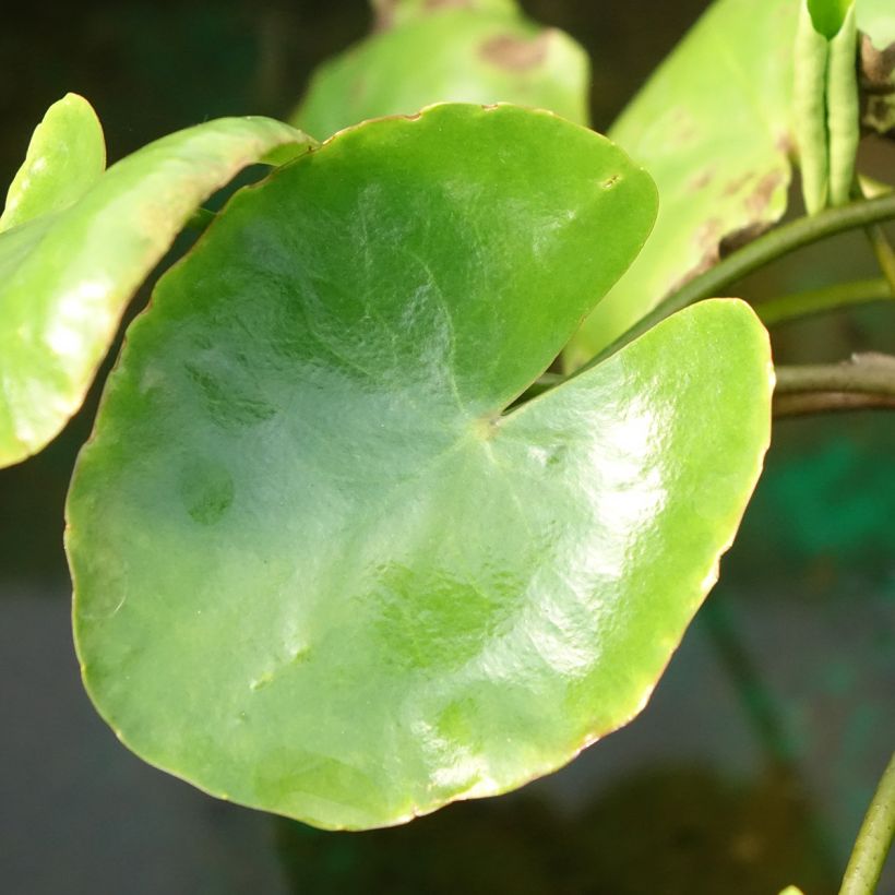 Nymphoides peltata - Limnantemio (Foliage)