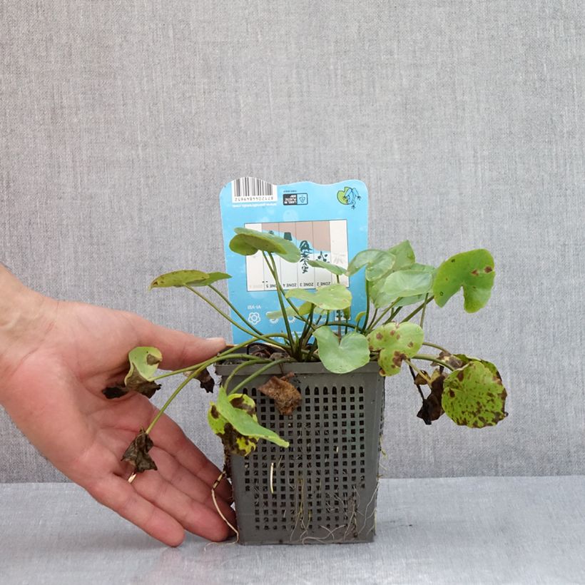 Example of Nymphoides peltata - Limnantemio Vaso da 1L/1,5L as you get in ete