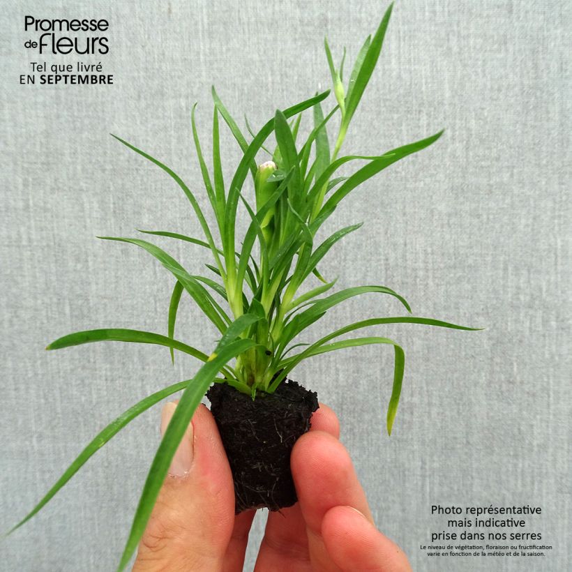 Esemplare di Dianthus barbatus Sunflor Red Esta - Garofano dei poeti Mini zolla Ø 1,5/2,5 cm come consegnato in autunno