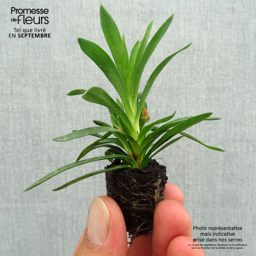 Esemplare di Dianthus Sunflor Sinclair - Garofano Mini zolla Ø 1,5/2,5 cm come consegnato in autunno