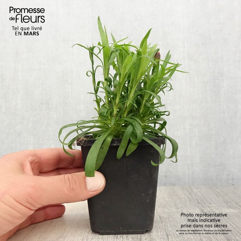 Dianthus Sunflor Beetle - Garofano Vasetto da 8/9 cm esemplare consegnato in primavera