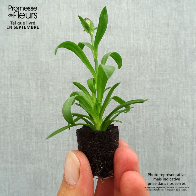 Esemplare di Dianthus Sunflor Beetle - Garofano Mini zolla Ø 1,5/2,5 cm come consegnato in autunno