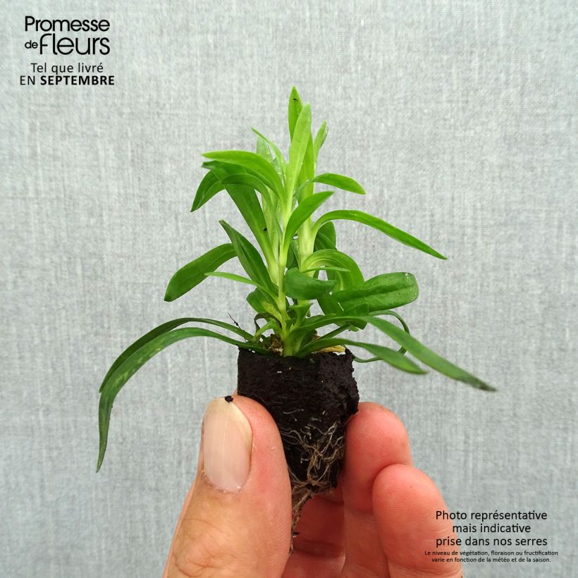 Esemplare di Dianthus Sunflor Cosmos - Garofano Mini zolla Ø 1,5/2,5 cm come consegnato in autunno