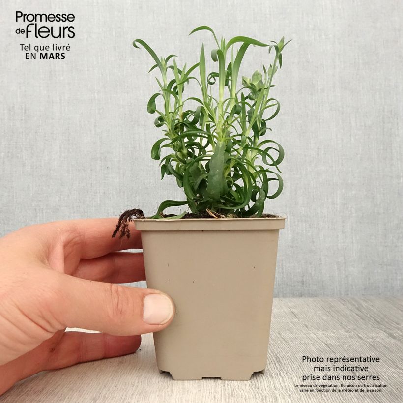 Dianthus Sunflor Evert - Garofano Vasetto da 8/9 cm esemplare consegnato in primavera