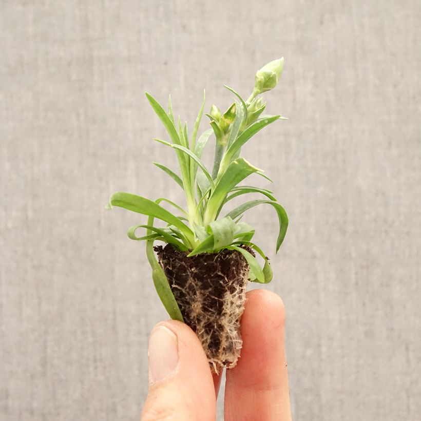 Dianthus Sunflor Evert - Garofano Mini zolla Ø 1,5/2,5 cm esemplare consegnato in primavera