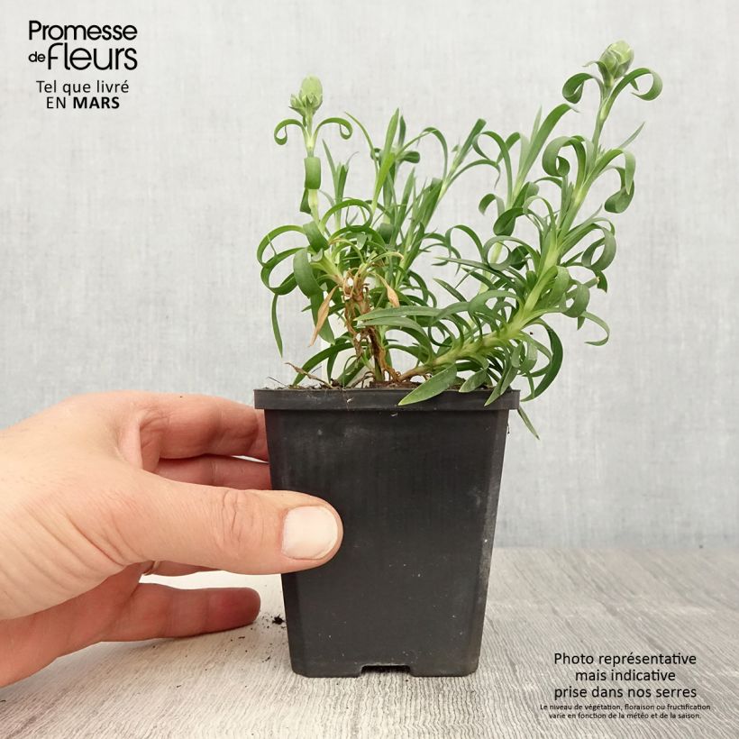 Dianthus Sunflor Megan - Garofano Vasetto da 8/9 cm esemplare consegnato in primavera