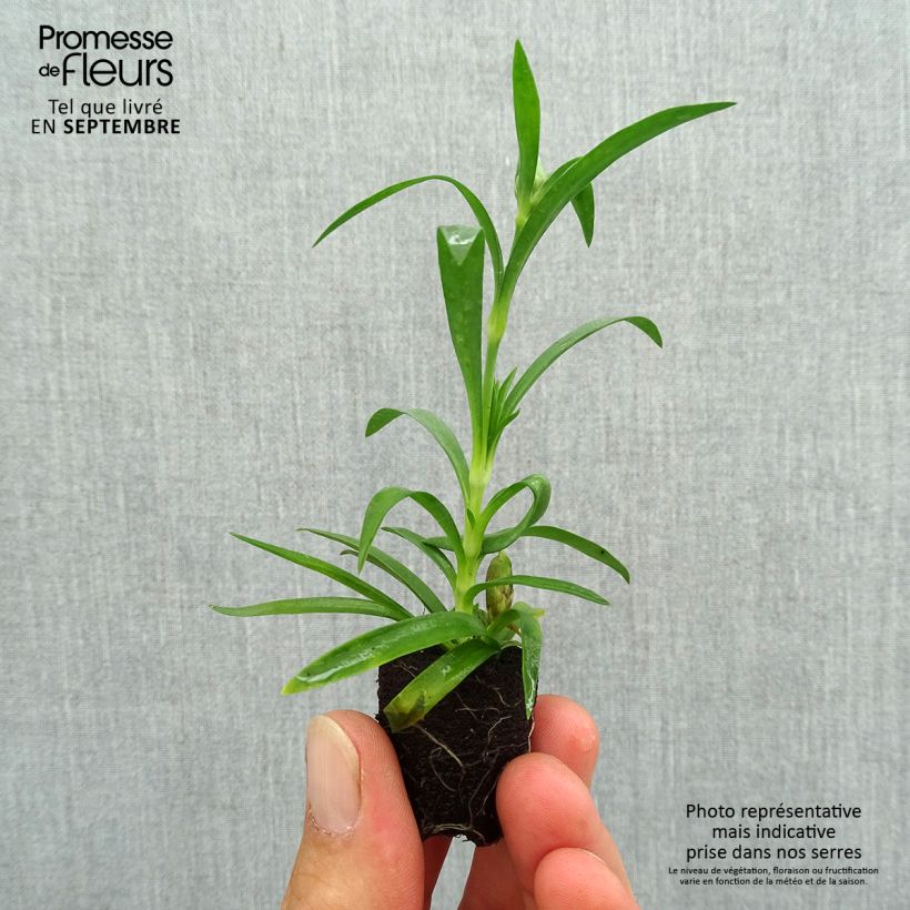 Esemplare di Dianthus Sunflor Megan - Garofano Mini zolla Ø 1,5/2,5 cm come consegnato in autunno
