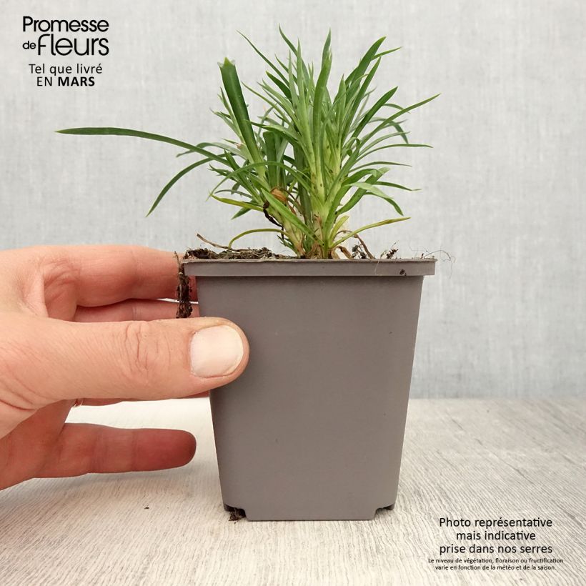 Dianthus barbatus Sunflor Red Esta - Garofano dei poeti Vasetto da 8/9 cm esemplare consegnato in primavera