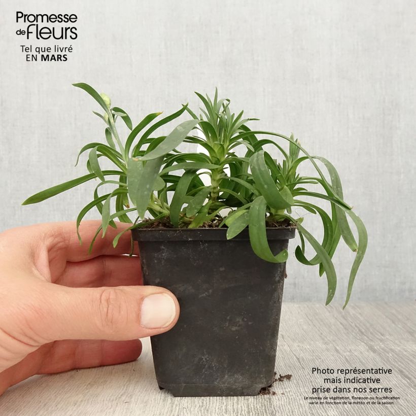 Dianthus Sunflor Sinclair - Garofano Vasetto da 8/9 cm esemplare consegnato in primavera