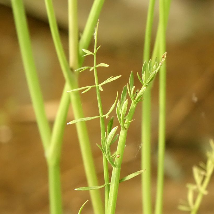 Oenanthe aquatica - Finocchio acquatico cicutario (Foliage)