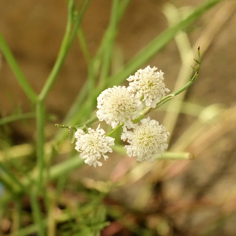 Oenanthe aquatica - Finocchio acquatico cicutario (Flowering)