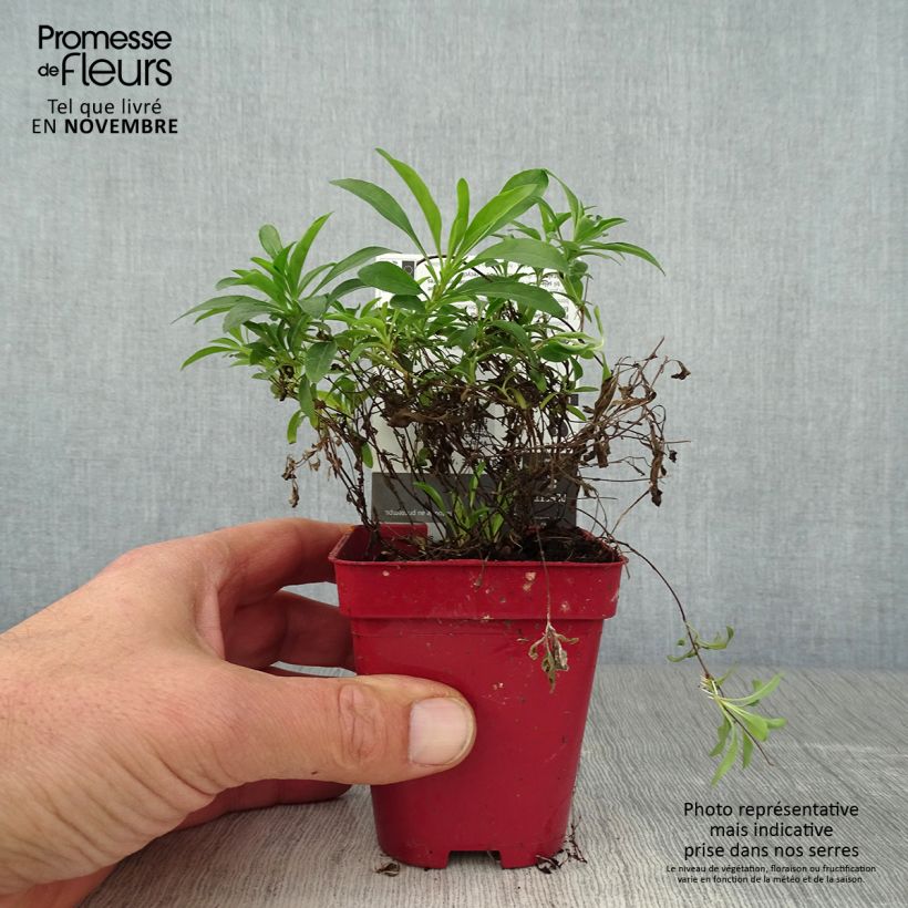 Esemplare di Oenothera African Sun - Onagre hybride  Godet de 8/9 cm come consegnato in autunno