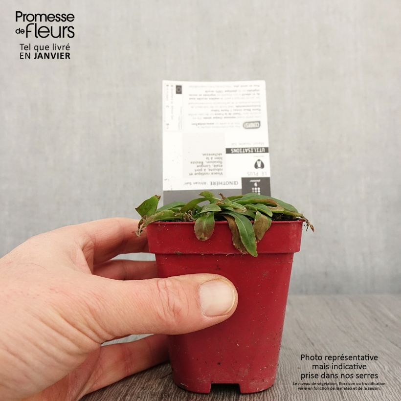 Example of Oenothera fruticosa African Sun Vasetto da 8/9 cm as you get in hiver