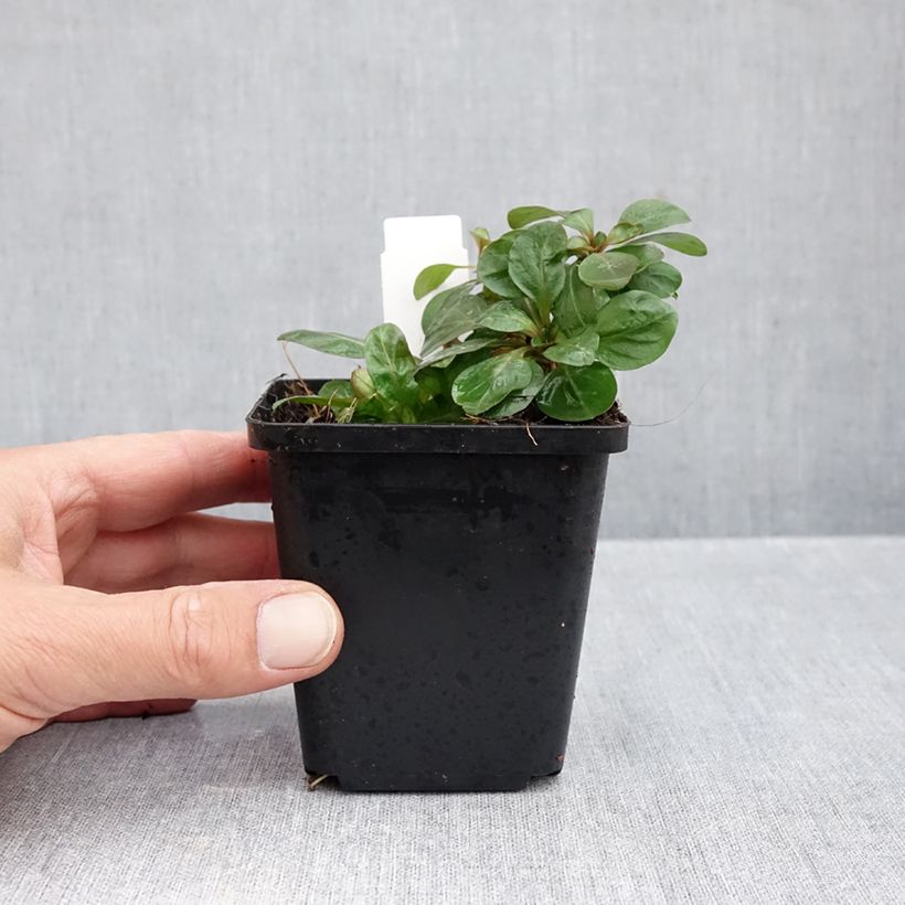 Esemplare di Oenothera fruticosa Hohes Licht Vasetto da 8/9 cm come consegnato in autunno