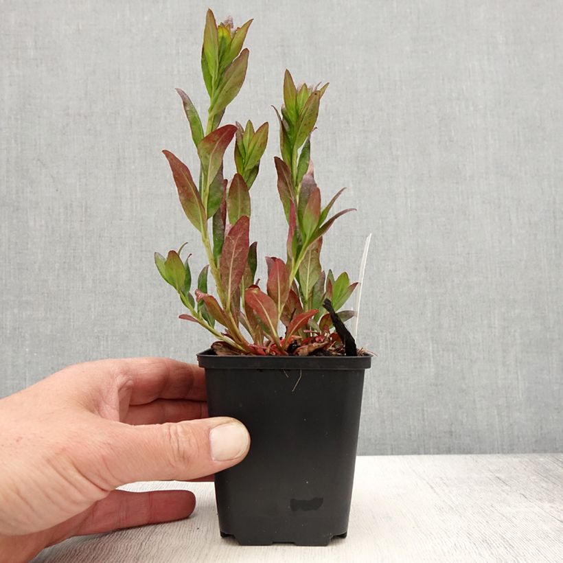 Oenothera fruticosa Hohes Licht Vasetto da 8/9 cm esemplare consegnato in primavera