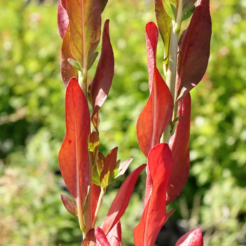 Oenothera fruticosa Hohes Licht (Fogliame)