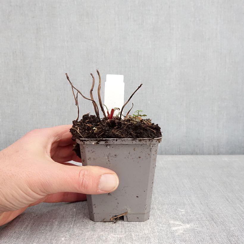 Example of Oenothera missouriensis Vasetto da 7/8 cm as you get in hiver