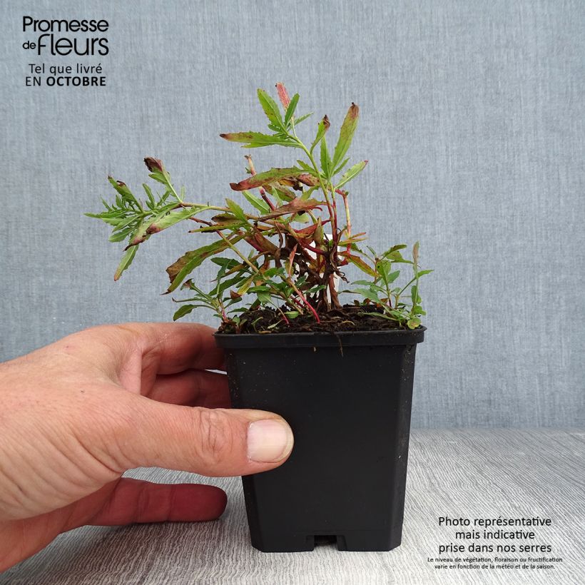 Esemplare di Oenothera speciosa Siskiyou Vasetto da 8/9 cm come consegnato in autunno