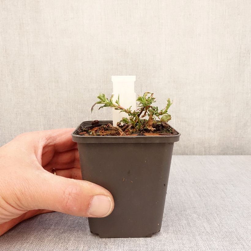 Example of Oenothera speciosa Twilight Vasetto da 8/9 cm as you get in printemps