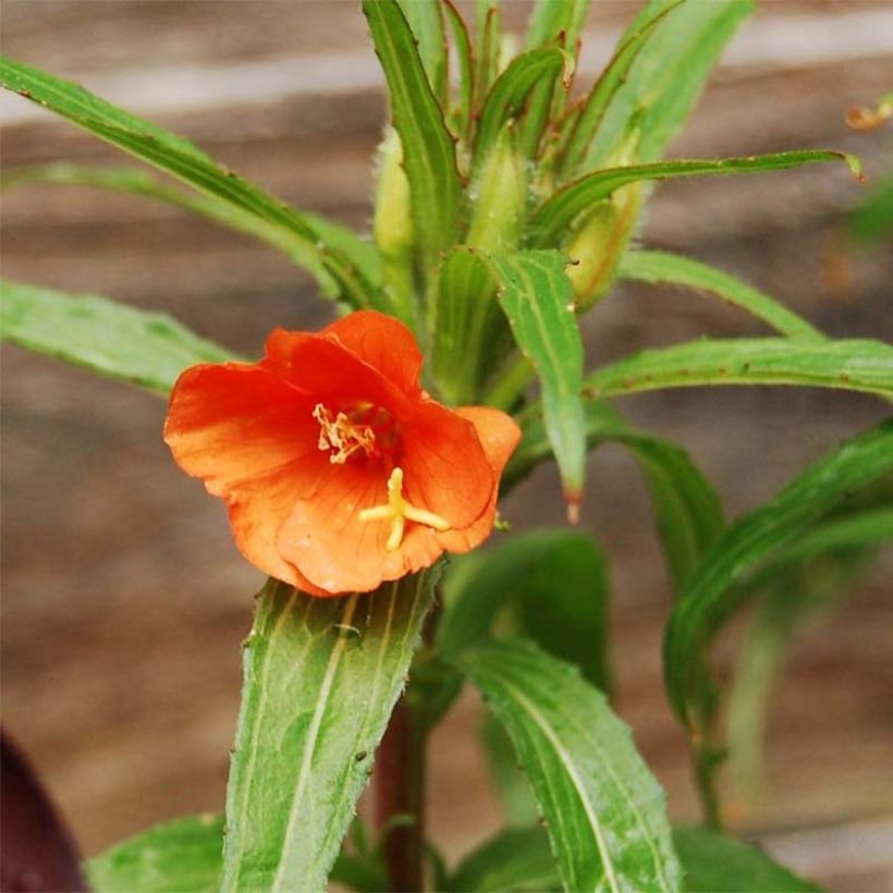 Oenothera versicolor (Flowering)