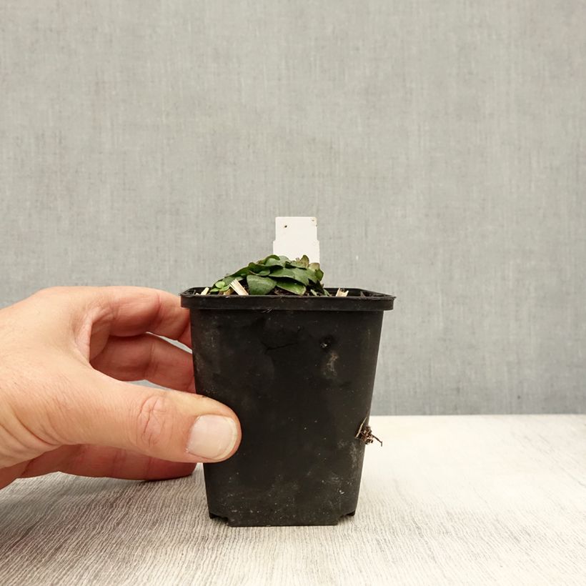 Esemplare di Oenothera fruticosa Michelle Ploeger Vasetto da 8/9 cm come consegnato in autunno