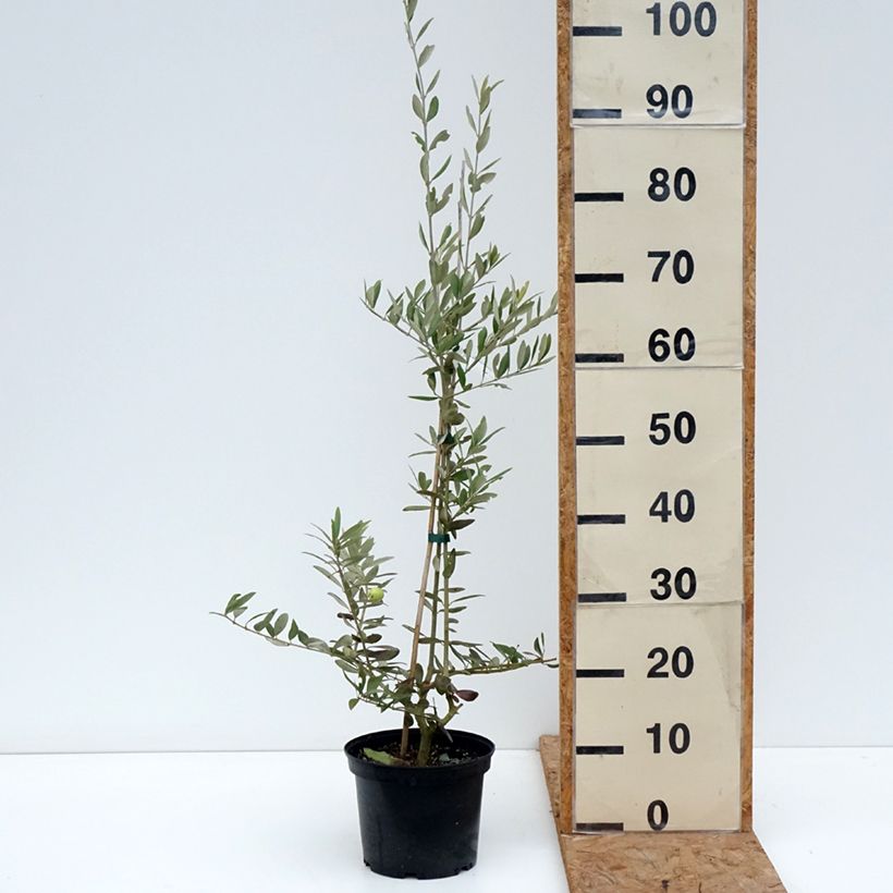 Esemplare di Olivo Aglandau Vaso da 4L/5L come consegnato in autunno