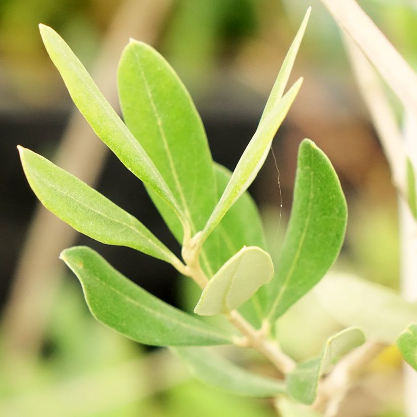 Olivo Frantoio - Olea europaea (Fogliame)