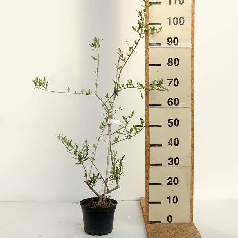 Esemplare di Olivo Frantoio - Olea europaea Vaso da 3L/4L consegnato in estate