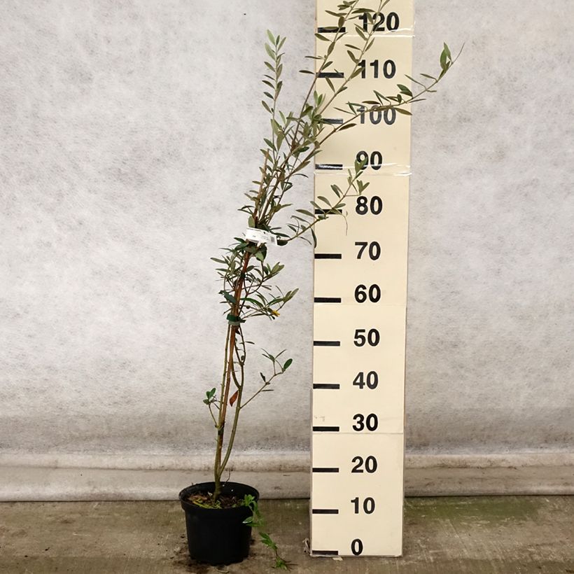 Esemplare di Olivo Grossanne - Olea europaea Vaso da 3L/4L come consegnato in autunno
