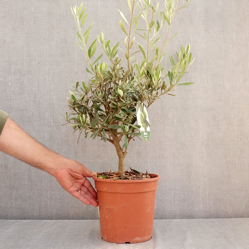 Esemplare di Olea europaea - Olivo Vaso da 2L/3L, A cespuglio consegnato in estate