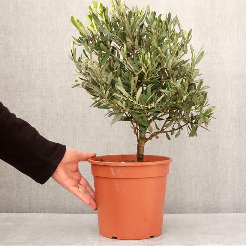 Olivier - Olea europaea Pot de 2L/3L, Buisson, touffe esemplare consegnato in inverno