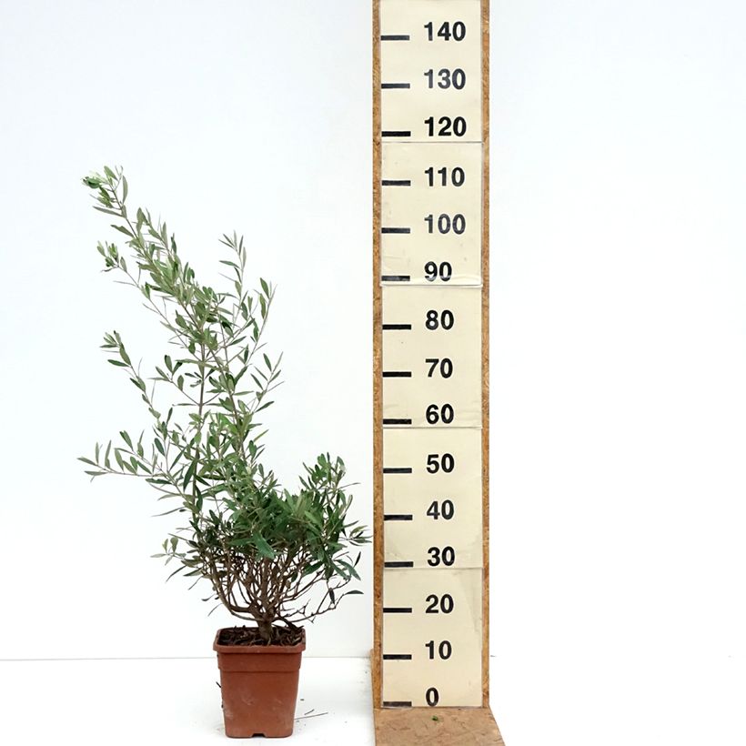 Esemplare di Olea europaea - Olivo Vaso da 2L/3L, A cespuglio come consegnato in autunno