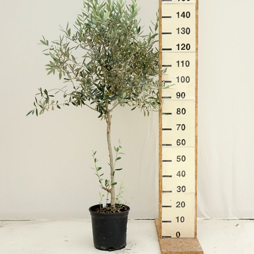 Esemplare di Olea europaea - Olivo Vaso da 7,5L/10L, A cespuglio consegnato in estate