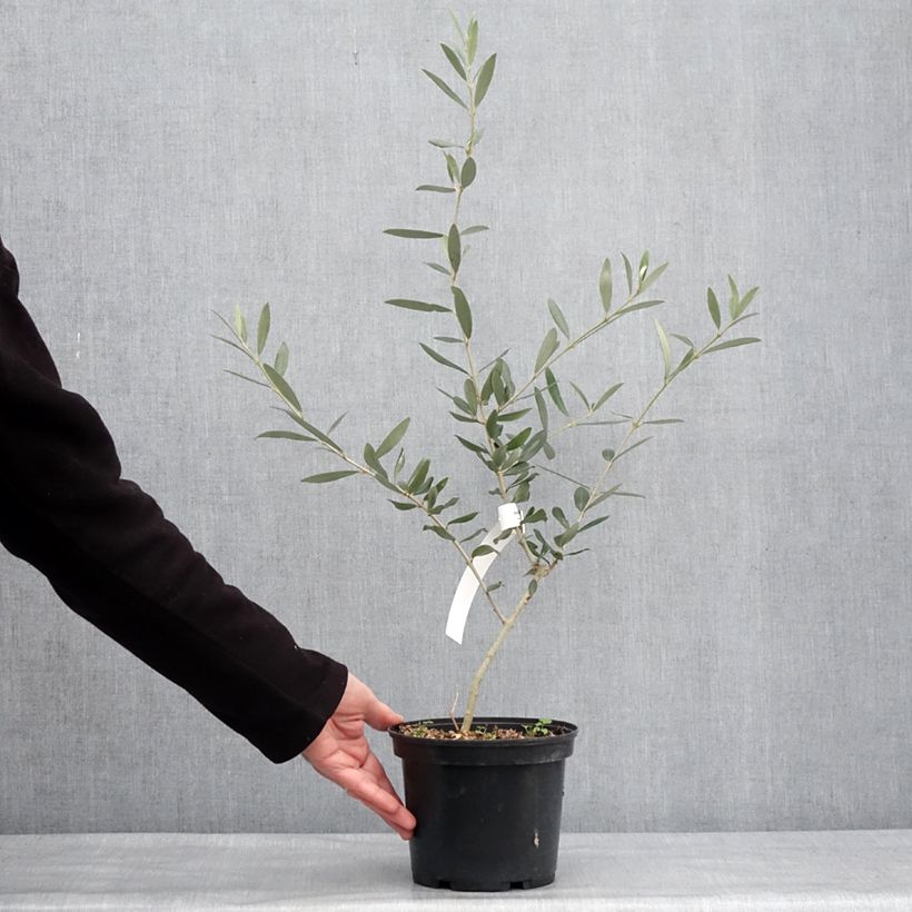 Olivier Picholine - Olea europaea Pot de 3L/4L, Touffe esemplare consegnato in inverno