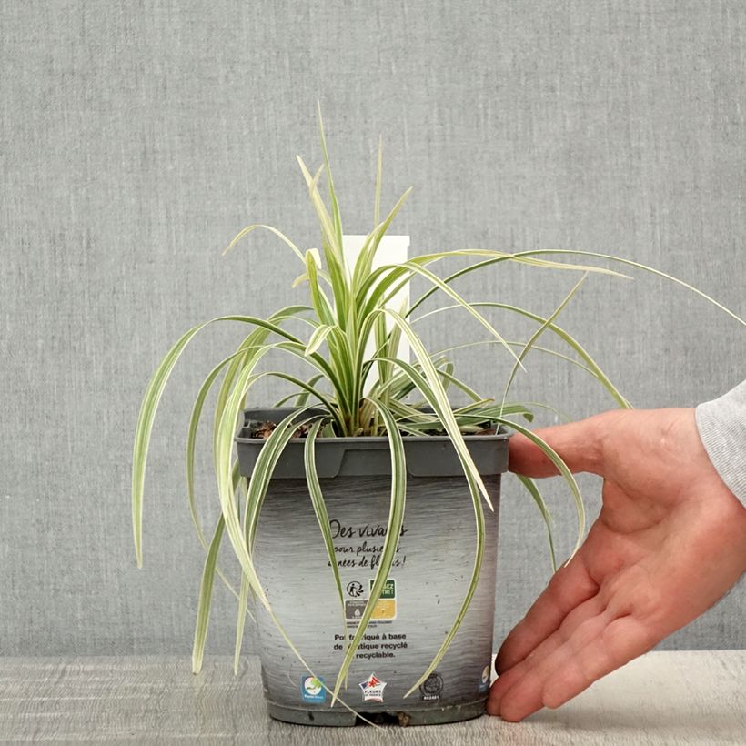 Example of Ophiopogon jaburan Albo Variegata Vaso da 2L/3L as you get in printemps