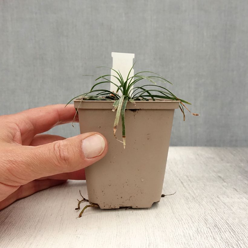 Esemplare di Ophiopogon japonicus Minor - Mughetto giapponese Vasetto da 8/9 cm consegnato in estate