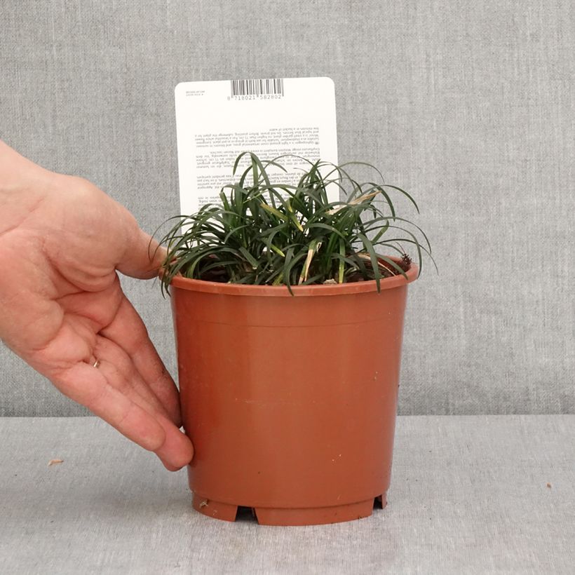 Example of Ophiopogon japonicus Minor - Mughetto giapponese Vaso da 1L/1,5L as you get in printemps