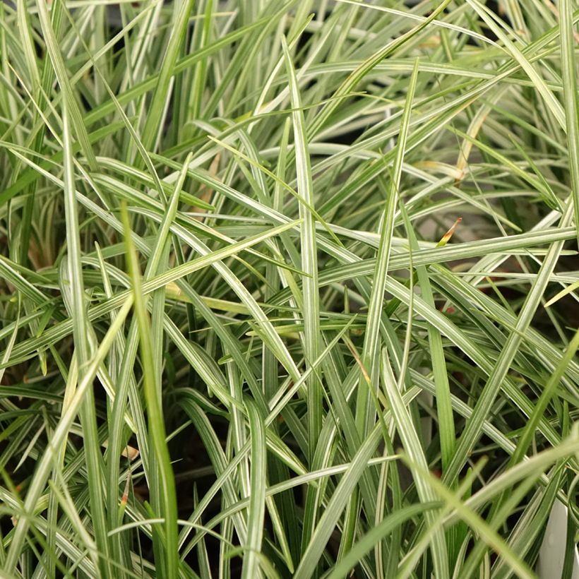 Ophiopogon japonicus Silver Mist - Mughetto giapponese (Foliage)