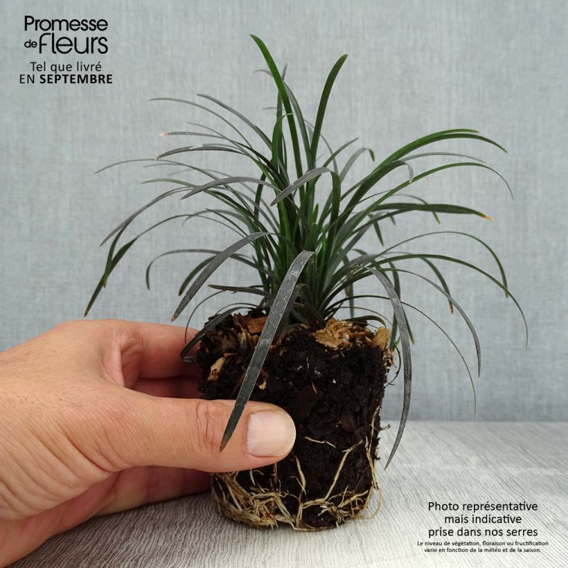 Esemplare di Ophiopogon planiscapus Black Dragon mini zolla... come consegnato in autunno