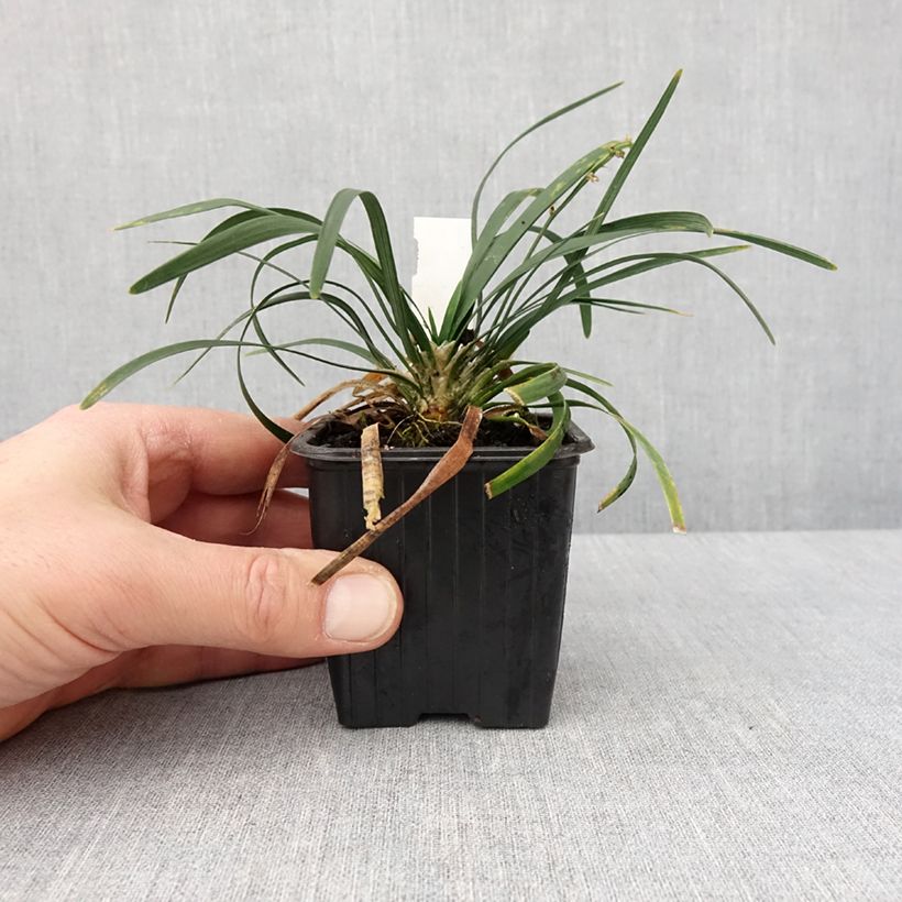 Ophiopogon planiscapus Olivaceus Godet de 8/9 cm esemplare consegnato in inverno