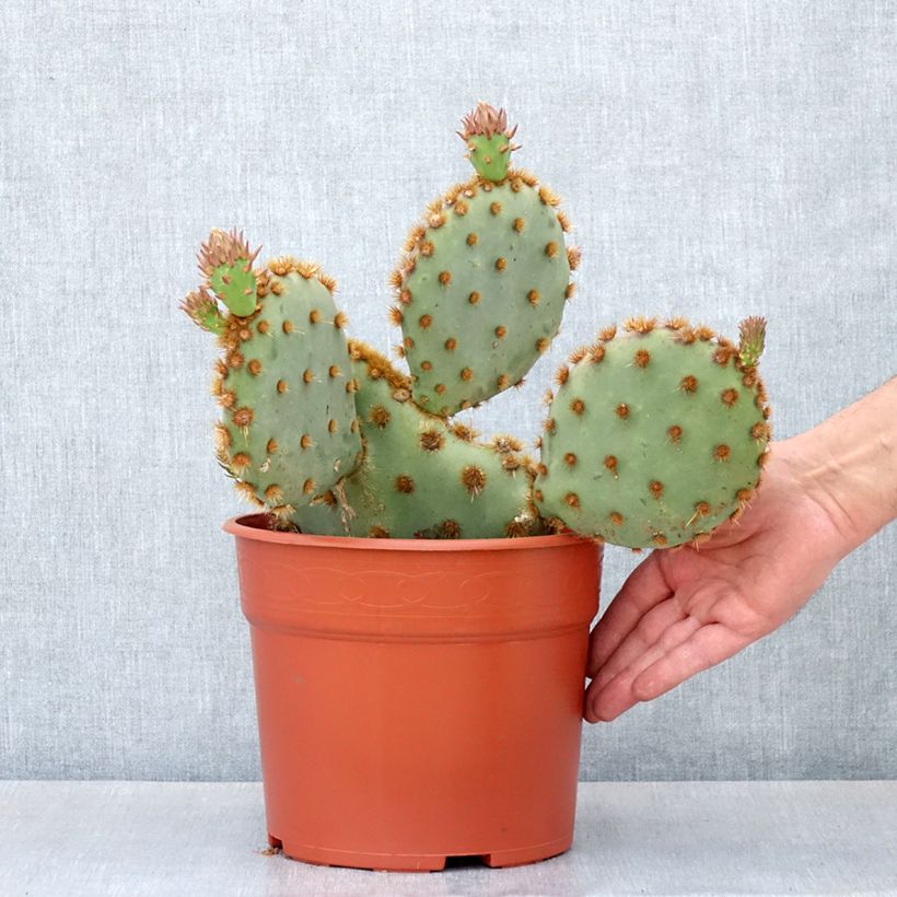 Opuntia aciculata - Fico d' India Vaso da 4L/5L esemplare consegnato in primavera