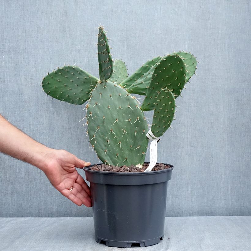 Esemplare di Opuntia engelmannii var. alta Vaso da 4L/5L consegnato in estate