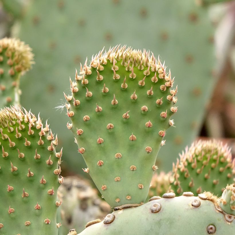 Opuntia basilaris - Cactus (Fogliame)