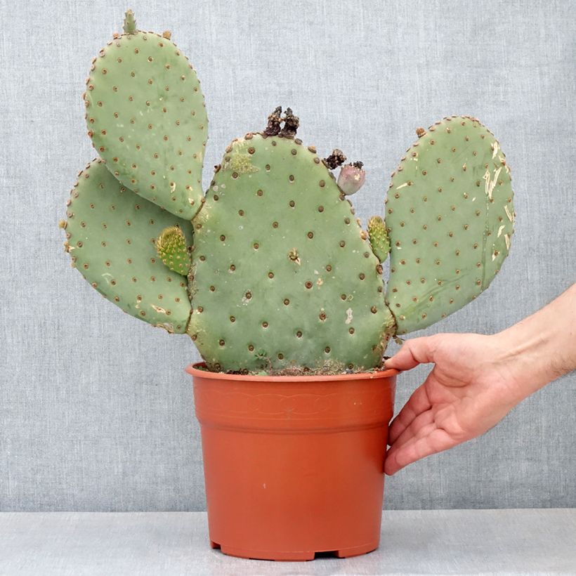 Opuntia basilaris - Cactus Vaso da 4L/5L esemplare consegnato in primavera