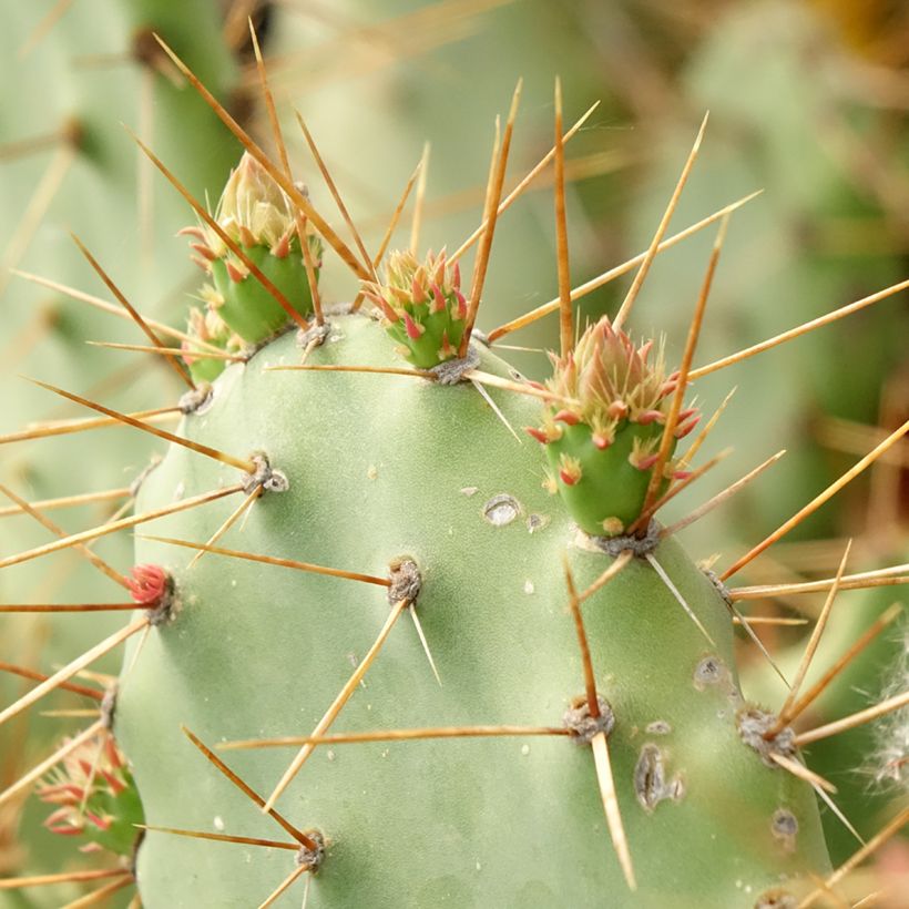 Opuntia bergeriana - Cactus (Fogliame)