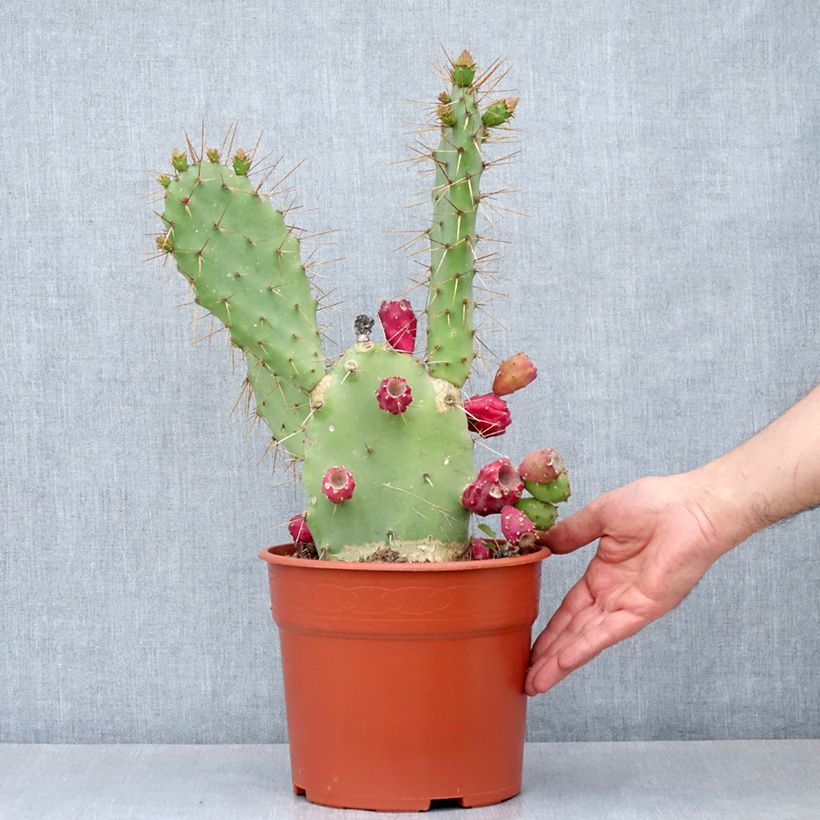 Opuntia bergeriana - Cactus Vaso da 4L/5L esemplare consegnato in primavera