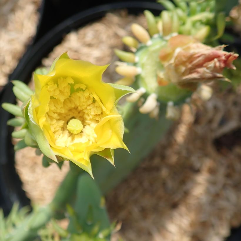 Opuntia cacanapa Ellisiana (Flowering)