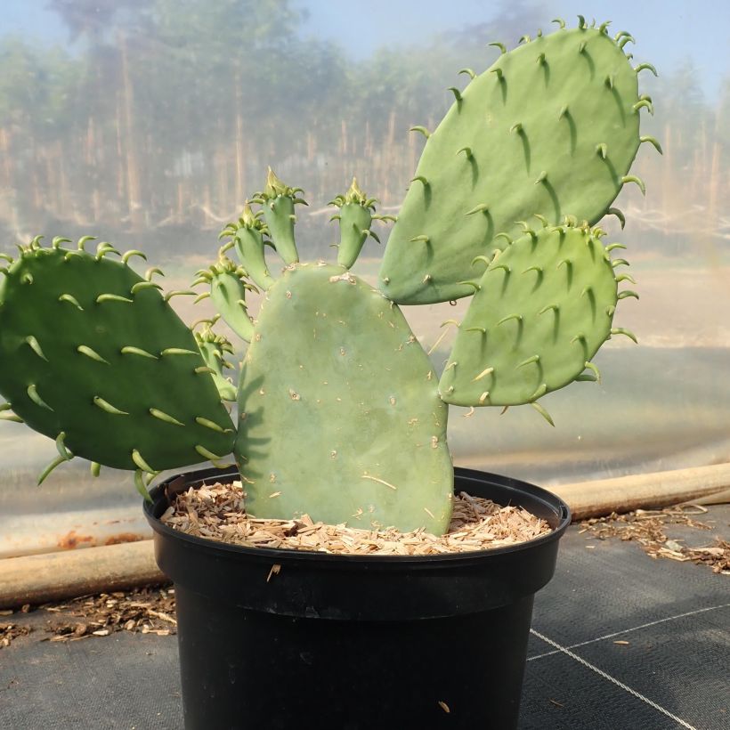 Opuntia cacanapa Ellisiana (Plant habit)